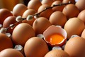 Eggs - Grass Fed Organic - Farm Fresh - Large - 1 dozen - $7.25