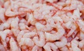 Cocktail Shrimp - pre cooked 1lb packages - $11.99