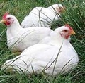 KS Pastured Chickens